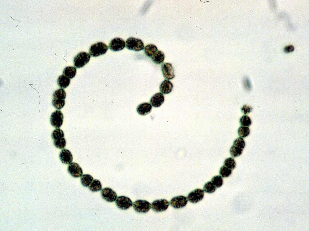 Anabaena flos-aquae, aquatic cyanobacterium
