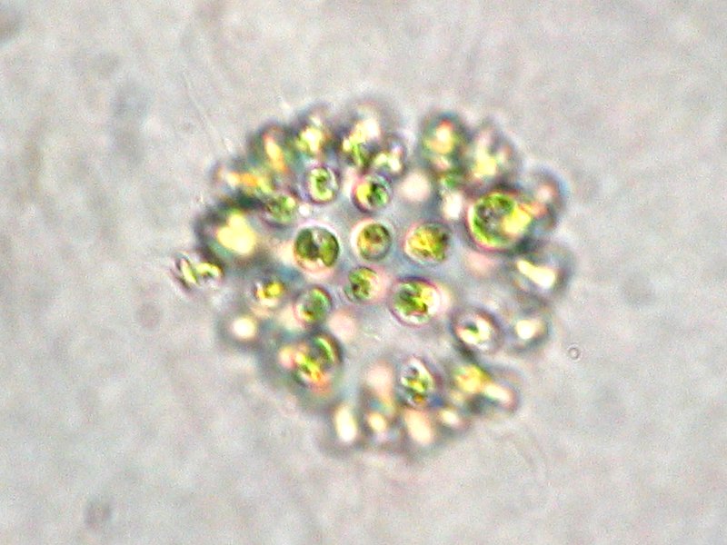 Microcystis aeruginosa, aquatic cyanobacterium